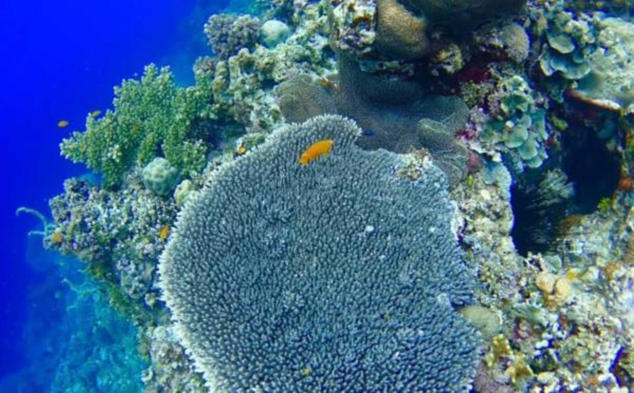 Molave Cove Resort Panglao Zewnętrze zdjęcie