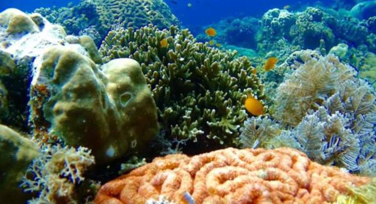 Molave Cove Resort Panglao Zewnętrze zdjęcie