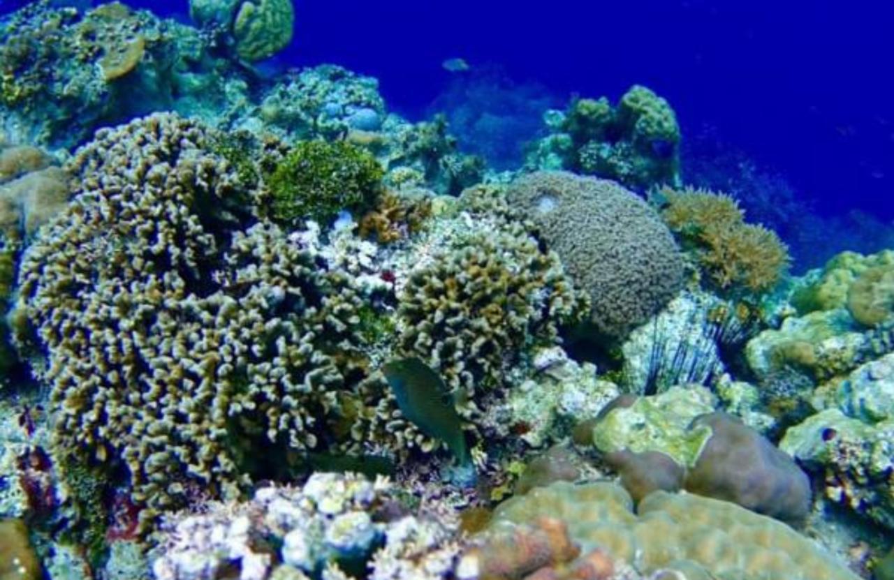 Molave Cove Resort Panglao Zewnętrze zdjęcie