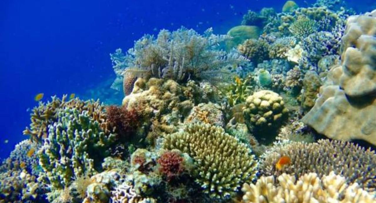 Molave Cove Resort Panglao Zewnętrze zdjęcie